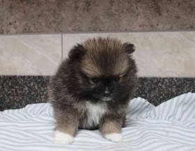 Pomeranian