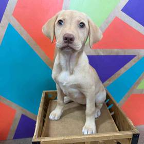 Labrador Retriever