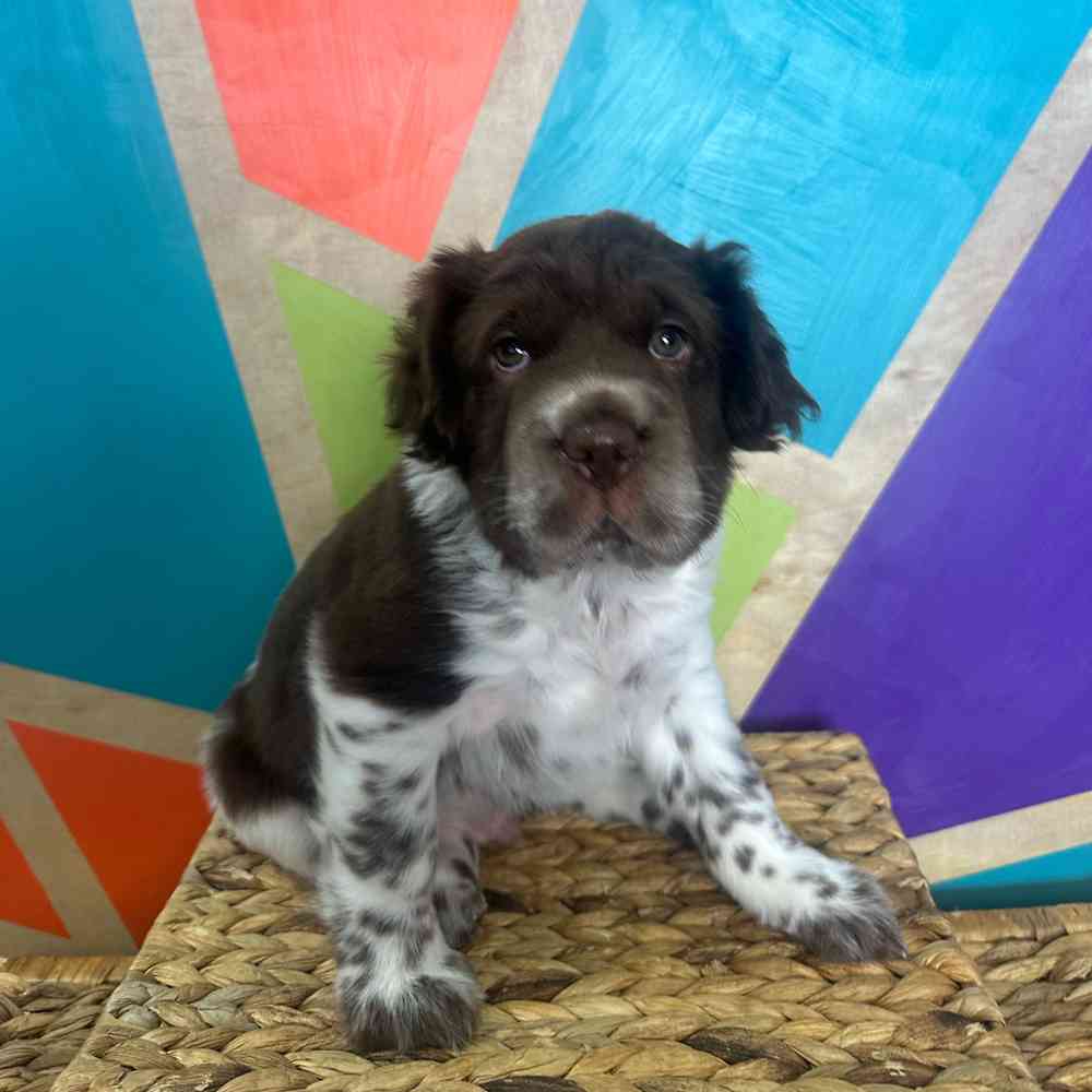 Image of a pet breed in the gallery