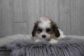 Cavachon