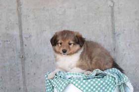 Sheltie