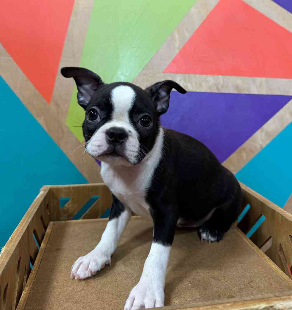 Image of a pet breed in the gallery