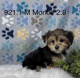 Morkie