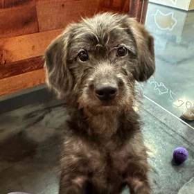 Mini Labradoodle
