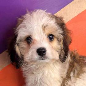 Cavachon
