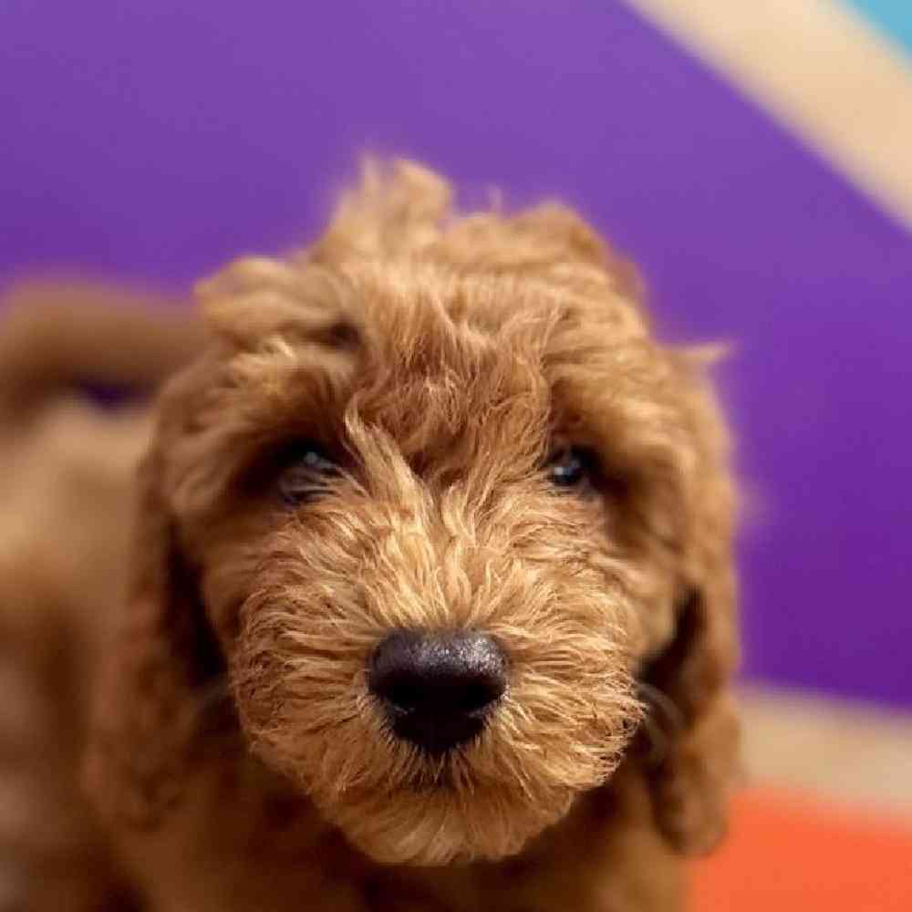 carousel pet images