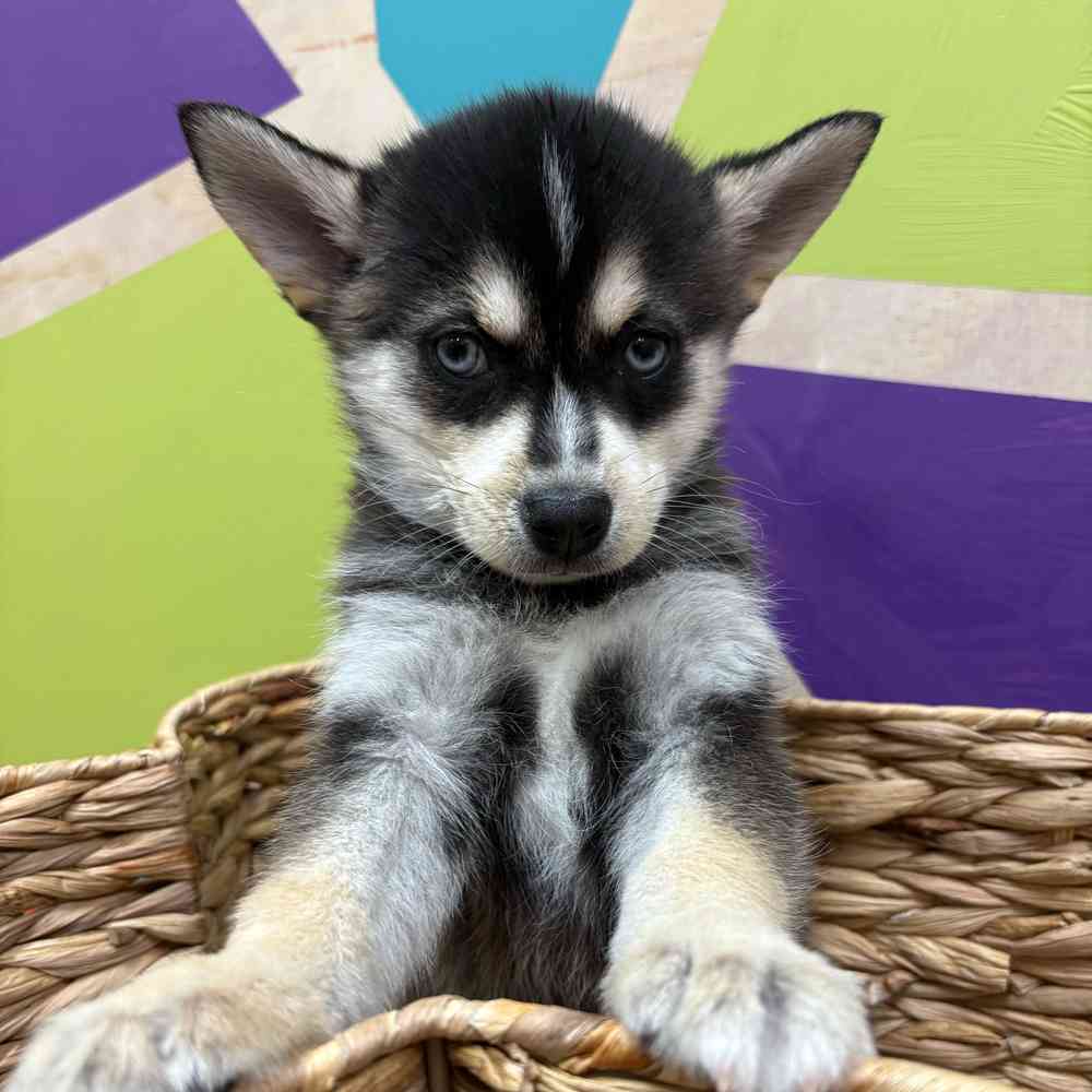 Image of a pet breed in the gallery