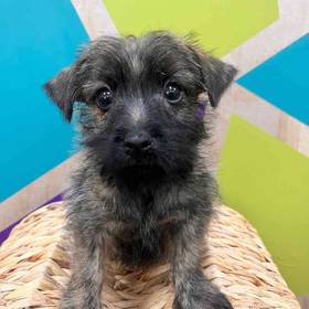 Cairn Terrier
