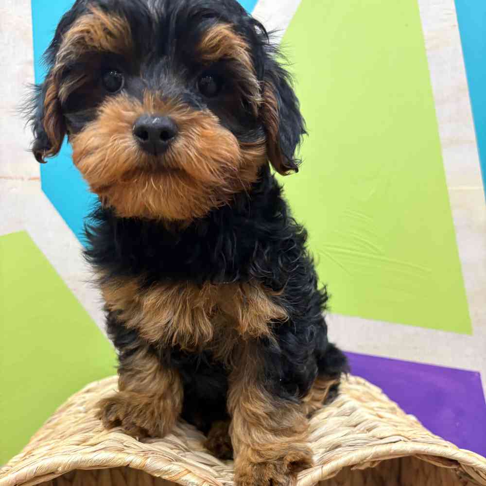 Image of a pet breed in the gallery