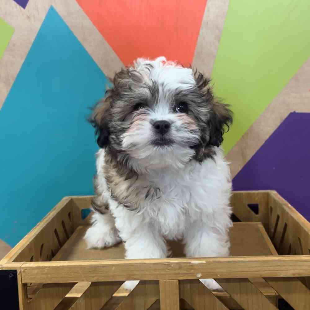 Image of a pet breed in the gallery
