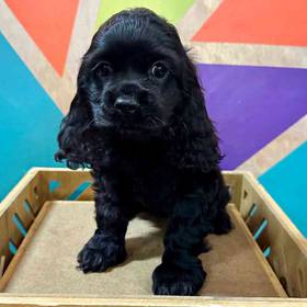 Cocker Spaniel