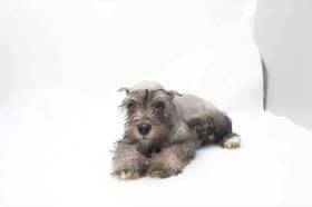 Mini Schnauzer