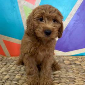 F1B Mini Goldendoodle
