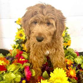 Mini Goldendoodle