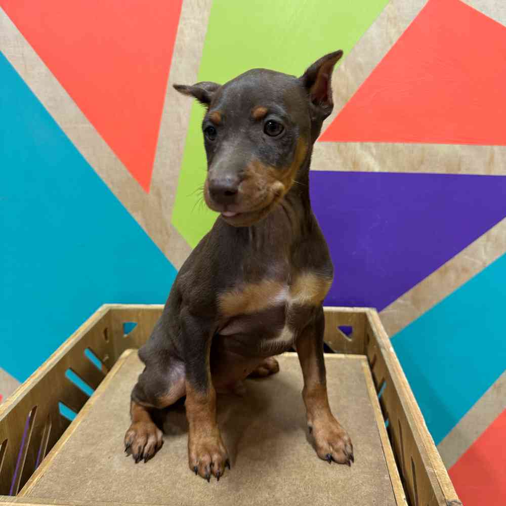 carousel pet images