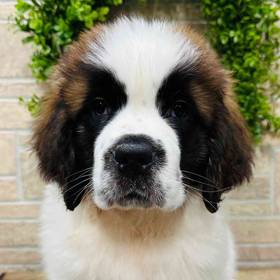 Saint Bernard