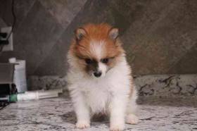 Pomeranian