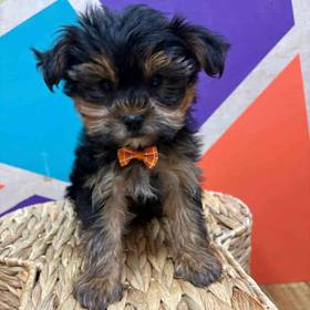 Yorkie