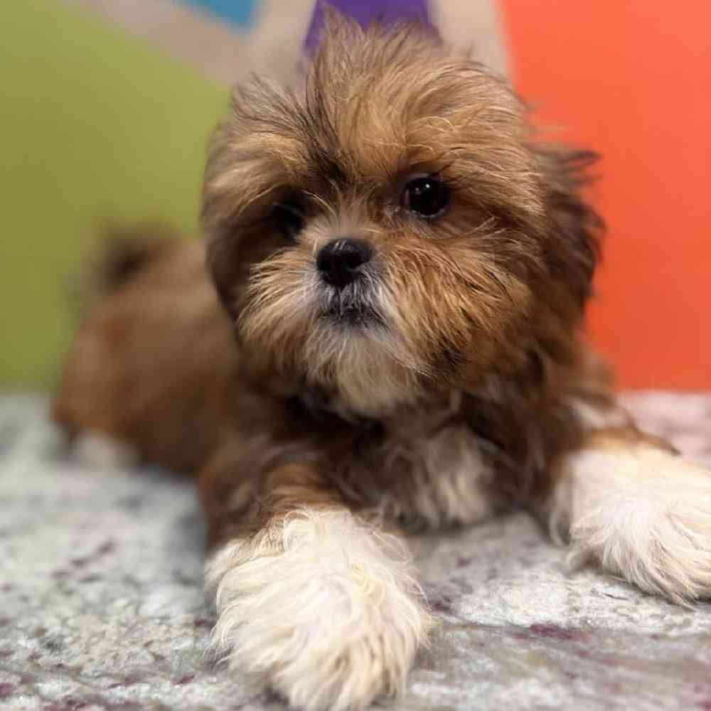 carousel pet images