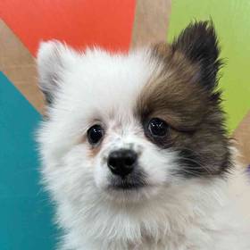 Pomeranian