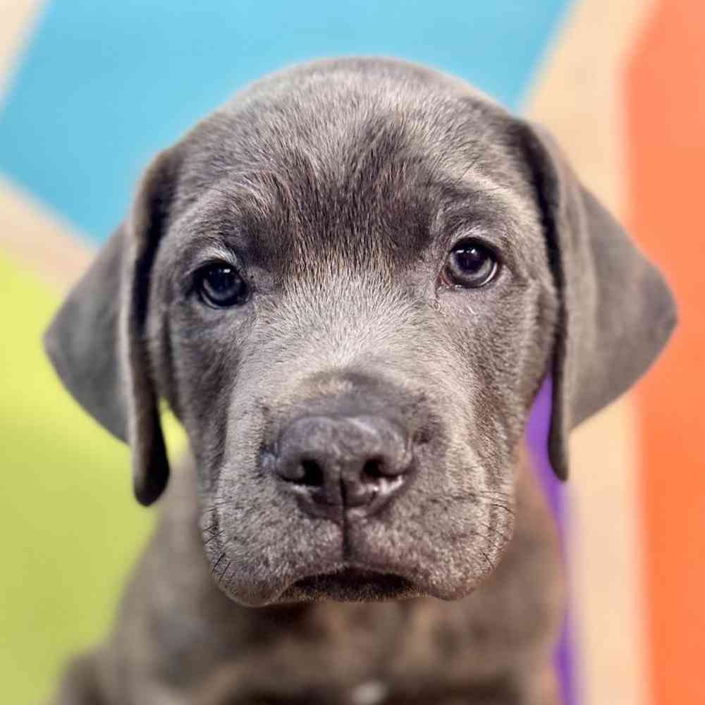 Image of a pet breed in the gallery