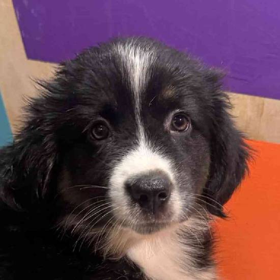 Ann