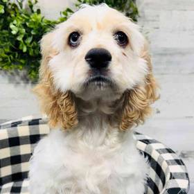 Cocker Spaniel