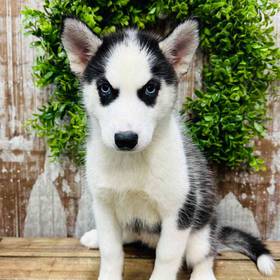 Siberian Husky
