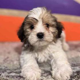 Teddy Bear