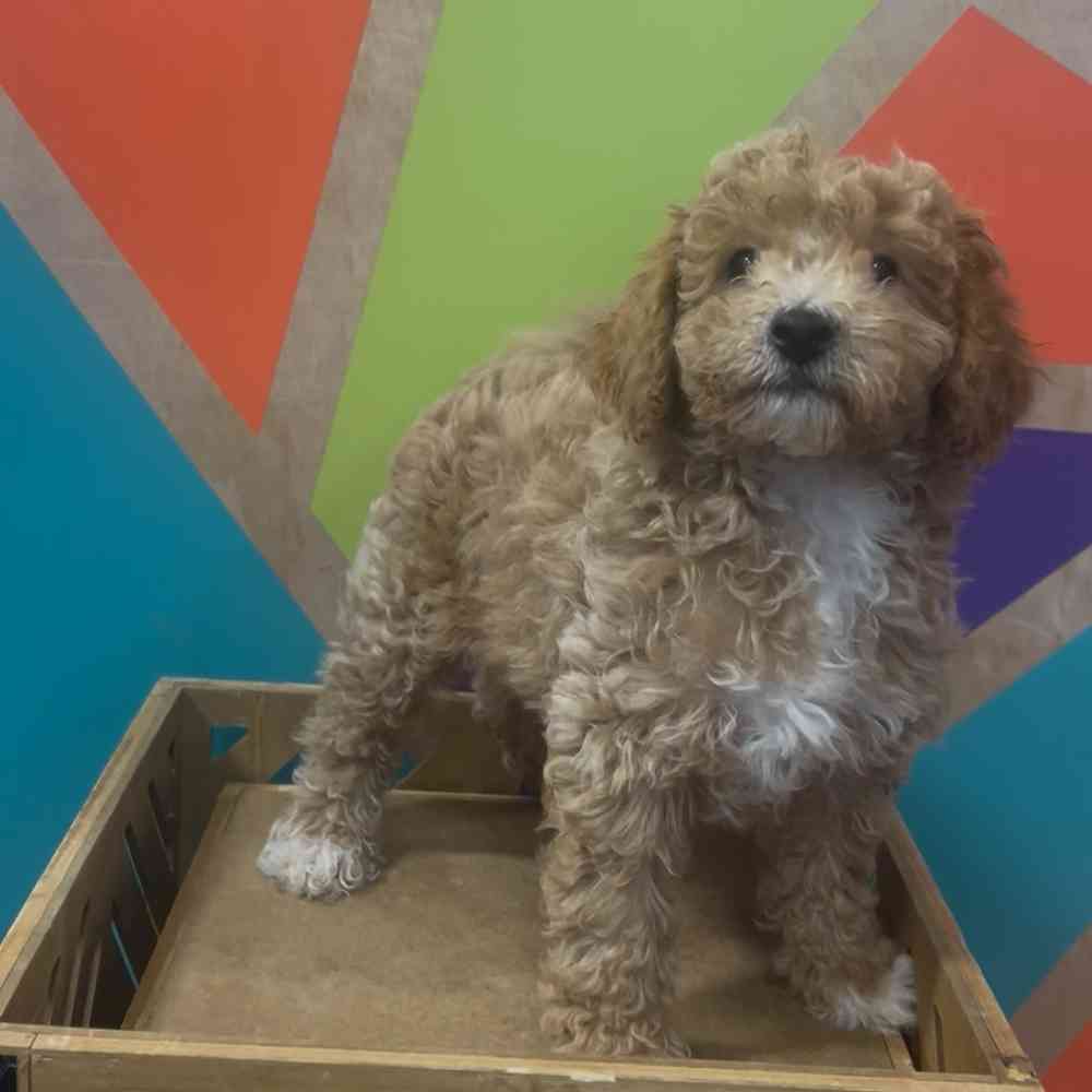 carousel pet images