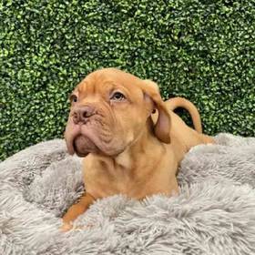 Dogue De Bordeaux