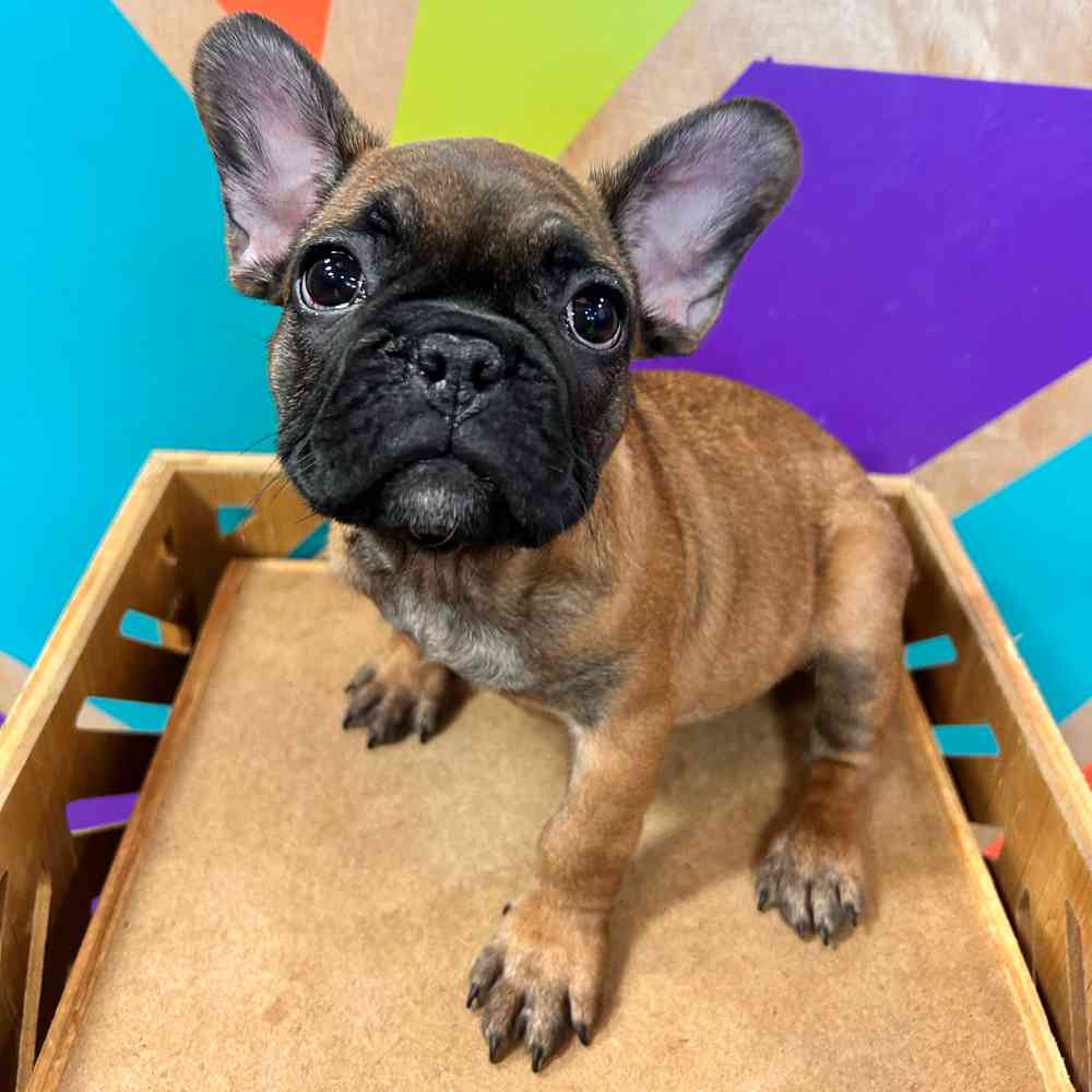 Meet My Adorable Pet Cat: Twinkie, image size:1000x1000