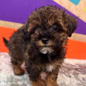 Maltipoo