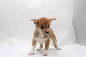 Shiba Inu