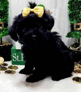 Toy Yorkie-Poo