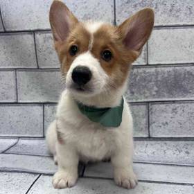 Pembroke Welsh Corgi