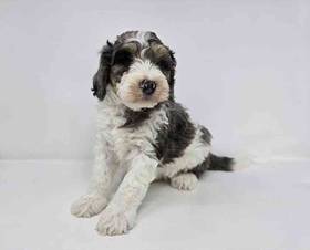 F1b Mini BerneDoodle