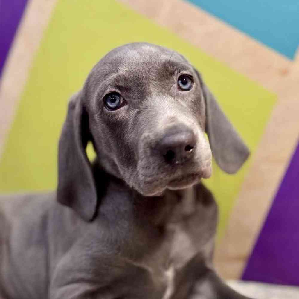 Image of a pet breed in the gallery