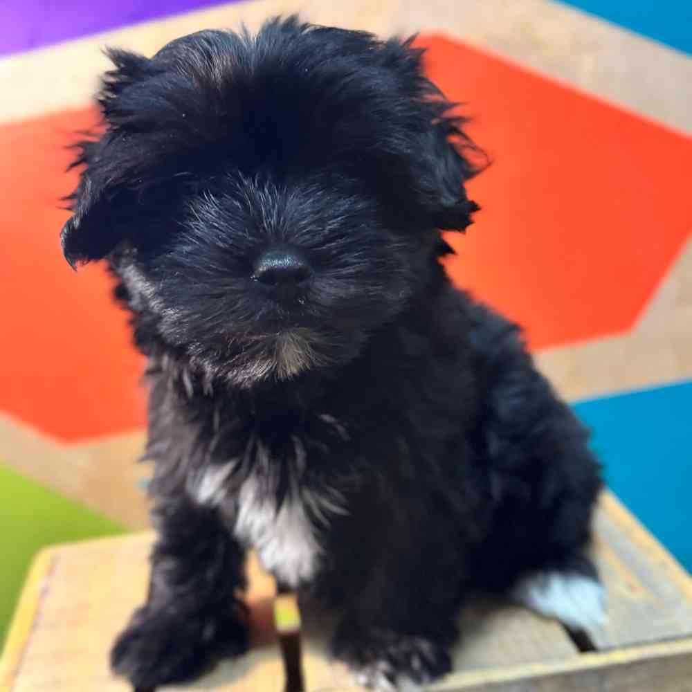Male Maltese Puppy for Sale in Fayetteville, AR