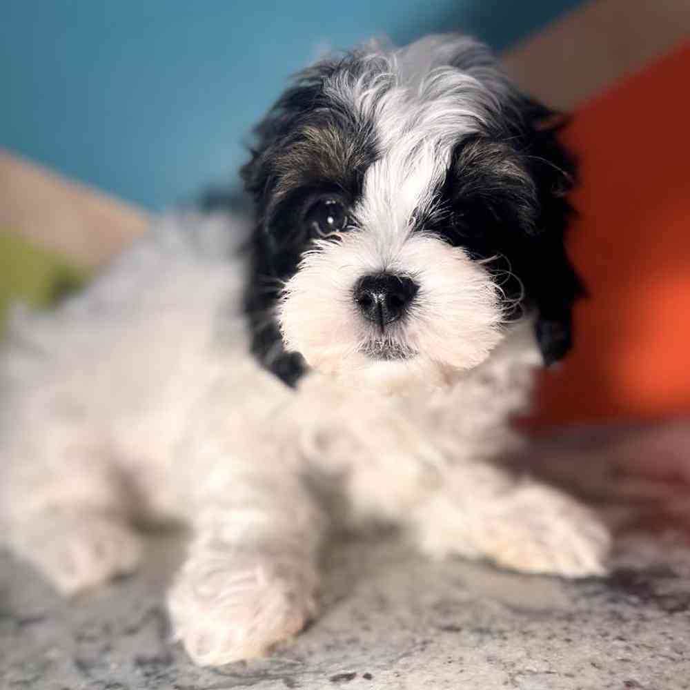 Image of a pet breed in the gallery