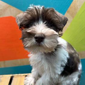 Mini Schnauzer