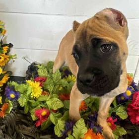 Cane Corso