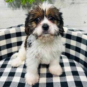 Lhasa Apso-Cavalier