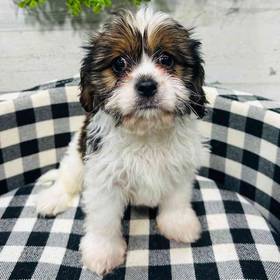 Lhasa Apso-Cavalier