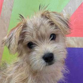 Morkie