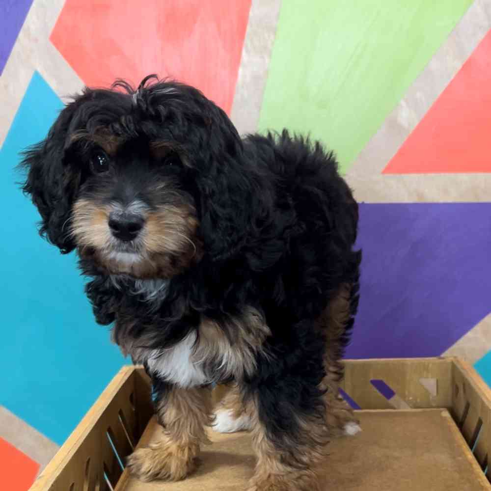Image of a pet breed in the gallery