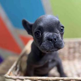 French Bulldog