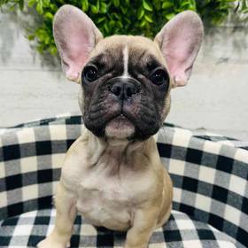 French Bulldog