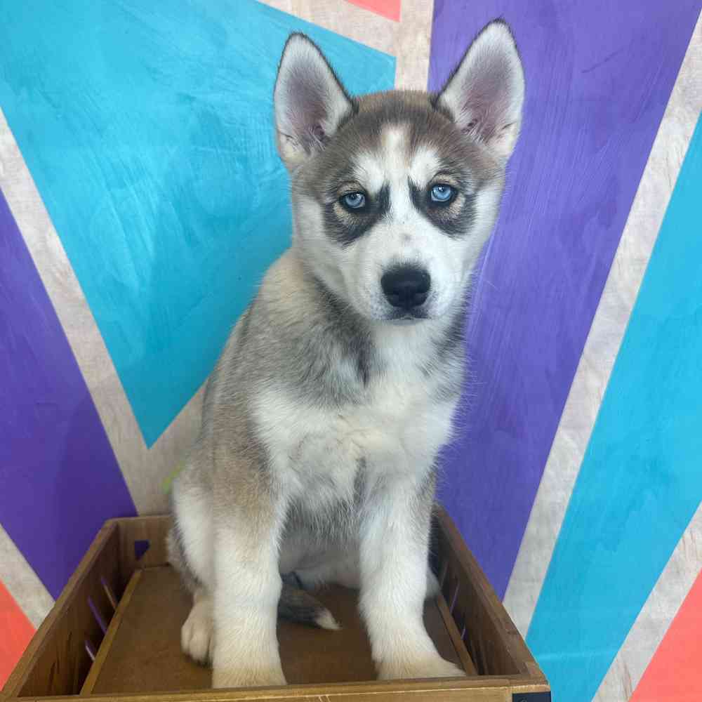 carousel pet images