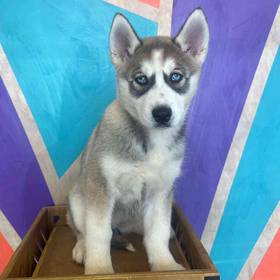 Siberian Husky